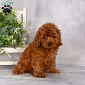 Terry F1B, Cavapoo Puppy